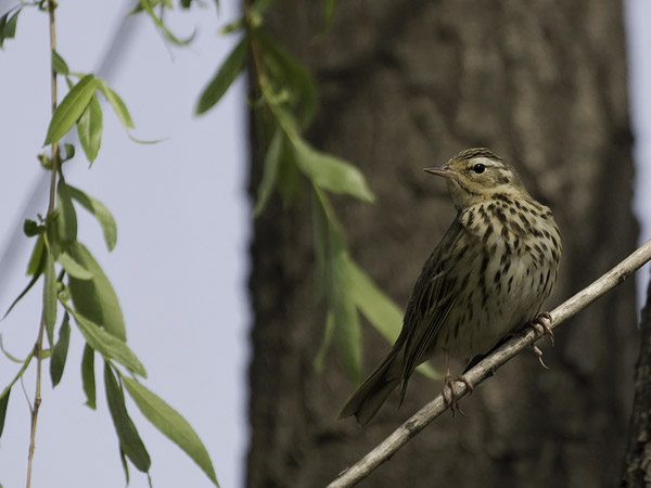 Taigakirvinen, Olive-backed Pipit, Anthus hodgsoni