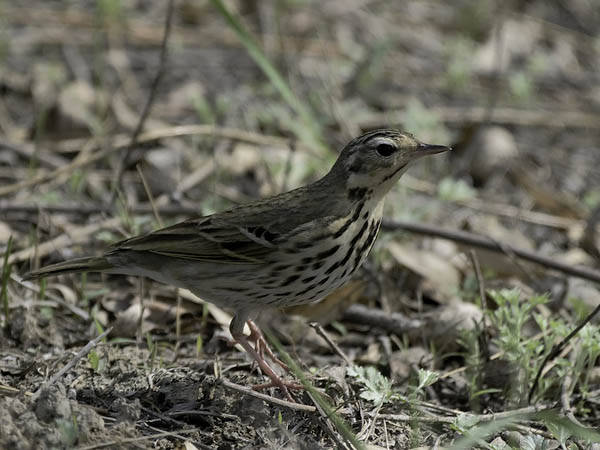 Taigakirvinen, Olive-backed Pipit, Anthus hodgsoni