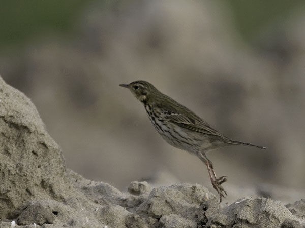 Taigakirvinen, Olive-backed Pipit, Anthus hodgsoni
