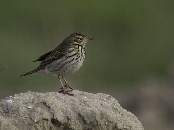 Taigakirvinen, Olive-backed Pipit, Anthus hodgsoni