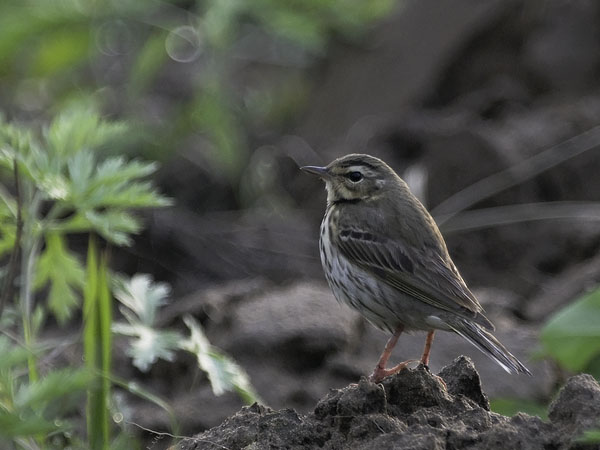 Taigakirvinen, Olive-backed Pipit, Anthus hodgsoni