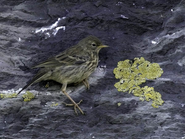 Luotokirvinen, Rock Pipit, Anthus petrosus