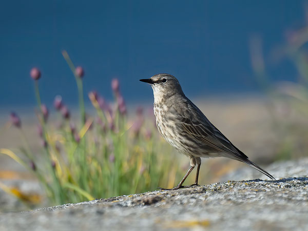 Luotokirvinen, Rock Pipit, Anthus petrosus
