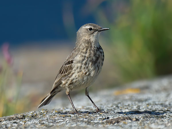 Luotokirvinen, Rock Pipit, Anthus petrosus