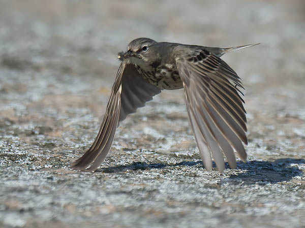 Luotokirvinen, Rock Pipit, Anthus petrosus
