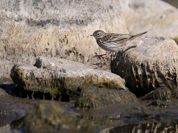 Niittykirvinen, Meadow Pipit, Anthus pratensis