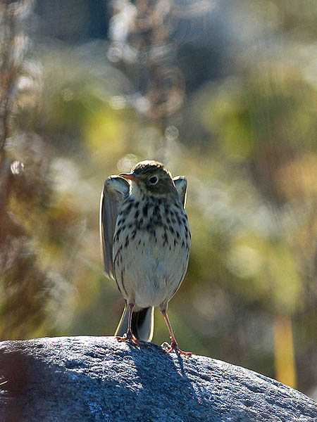 Niittykirvinen, Meadow Pipit, Anthus pratensis