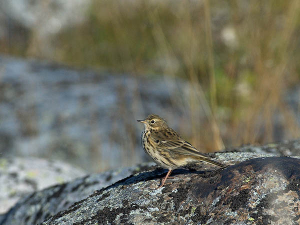 Niittykirvinen, Meadow Pipit, Anthus pratensis