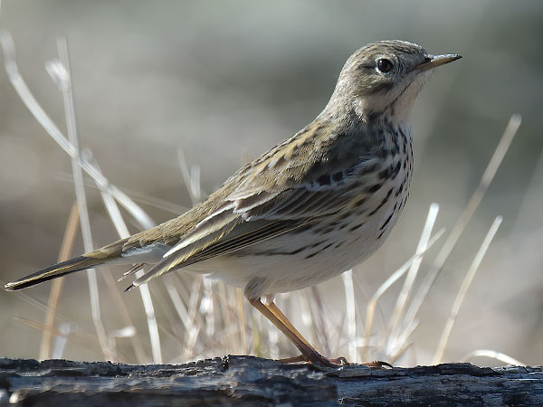 Niittykirvinen, Meadow Pipit, Anthus pratensis