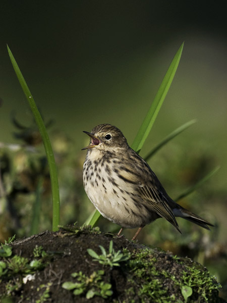 Niittykirvinen, Meadow Pipit, Anthus pratensis