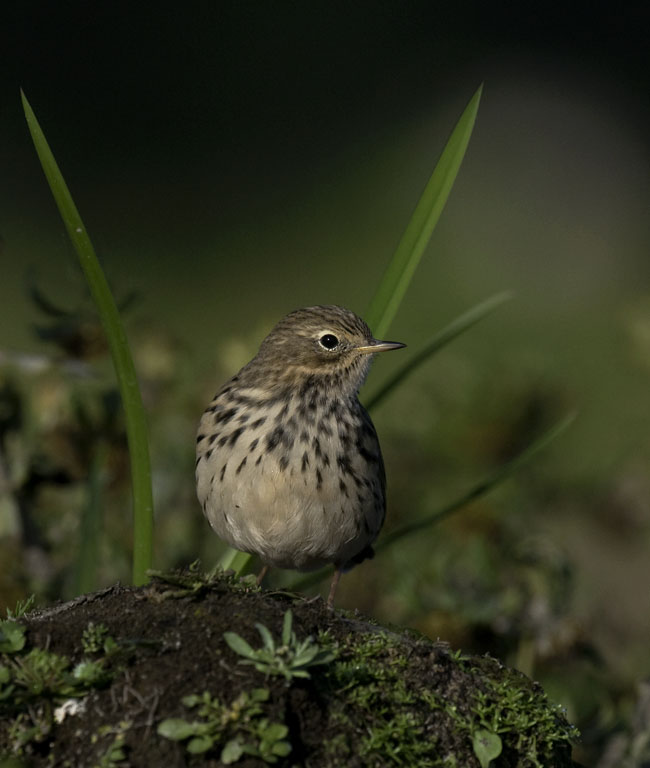 Niittykirvinen, Meadow Pipit, Anthus pratensis