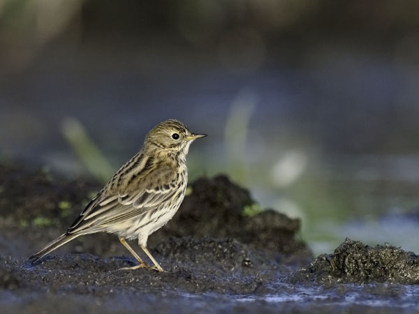 Niittykirvinen, Meadow Pipit, Anthus pratensis
