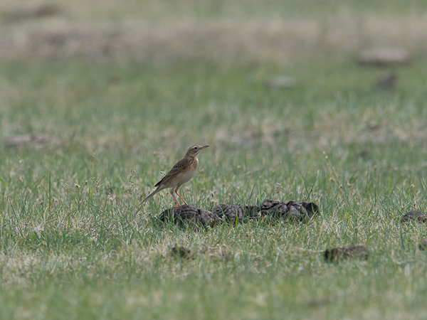 Isokirvinen, Richard's Pipit, Anthus richardi