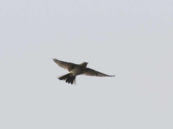 Isokirvinen, Richard's Pipit, Anthus richardi
