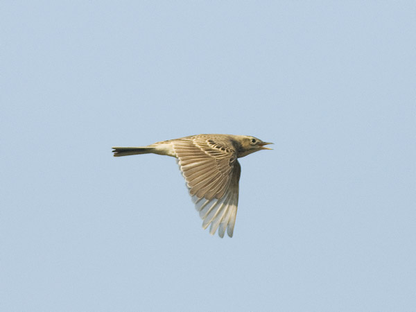 Isokirvinen, Richard's Pipit, Anthus richardi