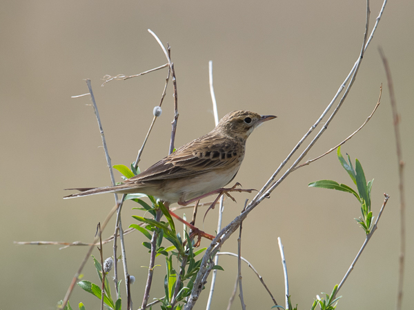 Isokirvinen, Richard's Pipit, Anthus richardi