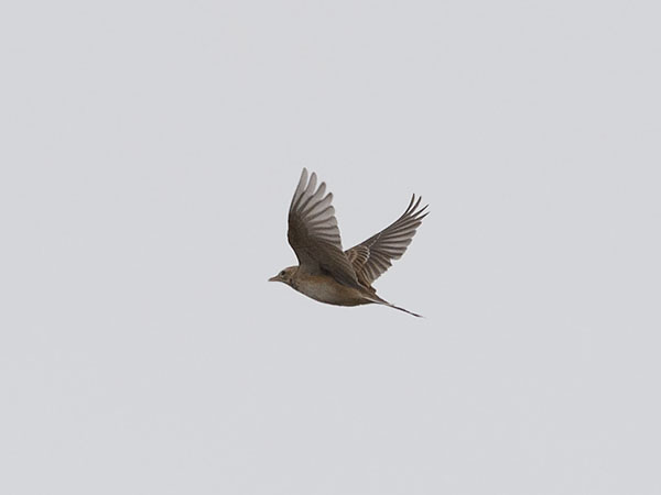 Isokirvinen, Richard's Pipit, Anthus richardi