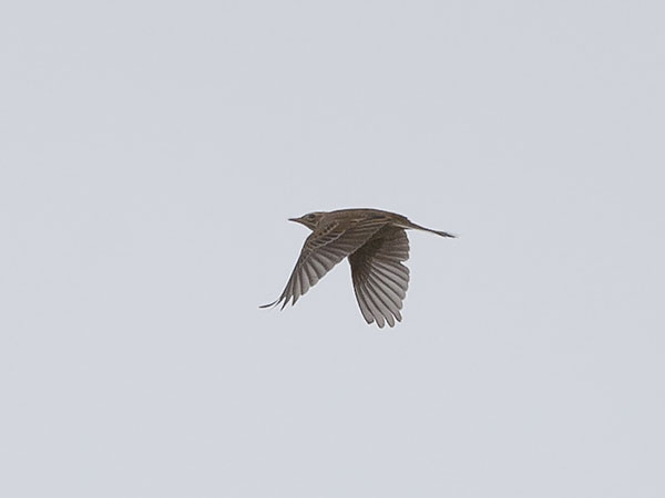 Isokirvinen, Richard's Pipit, Anthus richardi