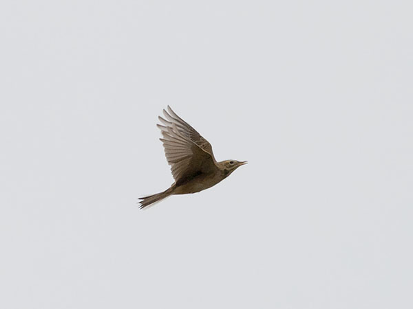 Isokirvinen, Richard's Pipit, Anthus richardi
