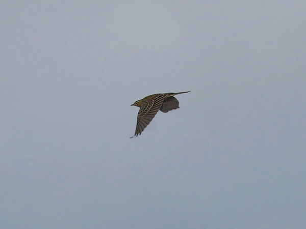 Isokirvinen, Richard's Pipit, Anthus richardi