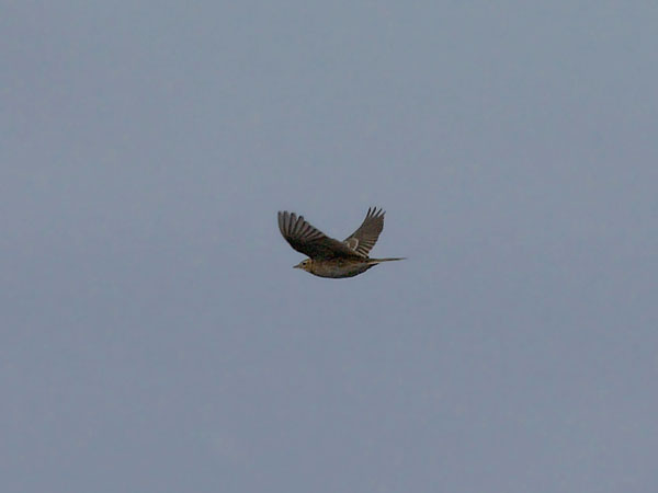 Isokirvinen, Richard's Pipit, Anthus richardi