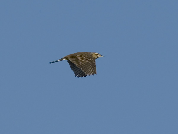 Isokirvinen, Richard's Pipit, Anthus richardi
