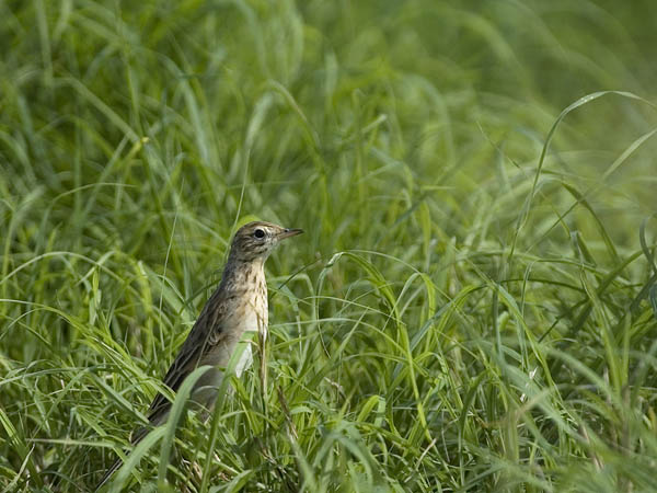 Isokirvinen, Richard's Pipit, Anthus richardi