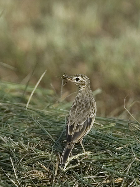 Isokirvinen, Richard's Pipit, Anthus richardi
