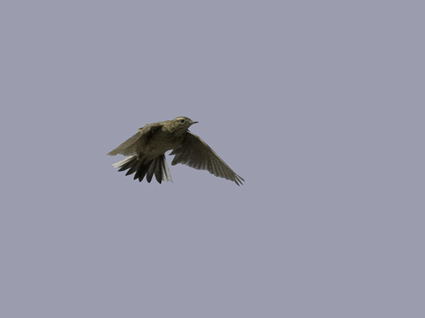 Isokirvinen, Richard's Pipit, Anthus richardi