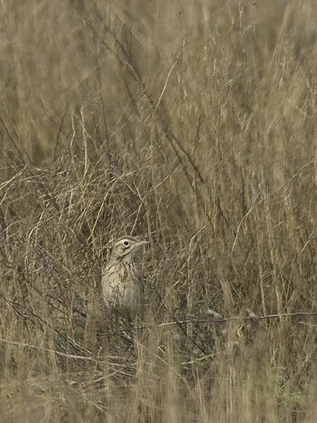 Isokirvinen, Richard's Pipit, Anthus richardi