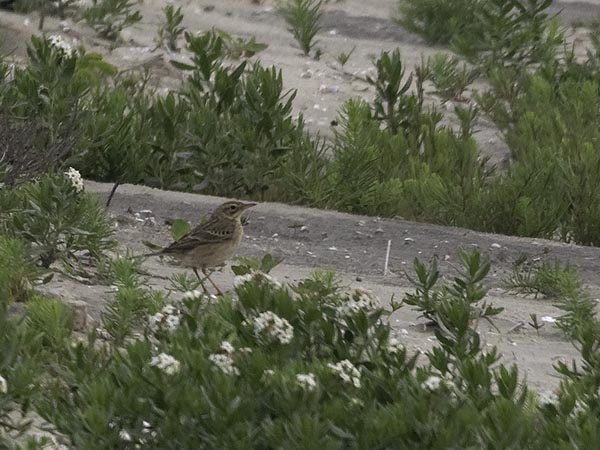 Isokirvinen, Richard's Pipit, Anthus richardi