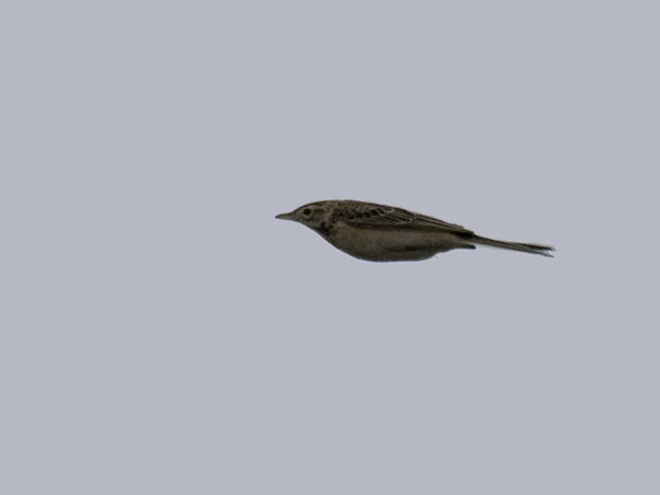 Isokirvinen, Richard's Pipit, Anthus richardi