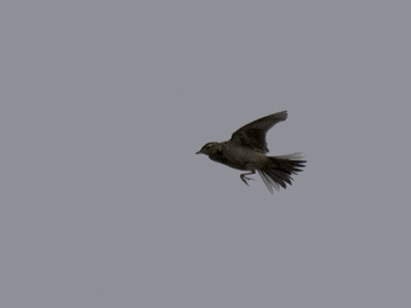 Isokirvinen, Richard's Pipit, Anthus richardi