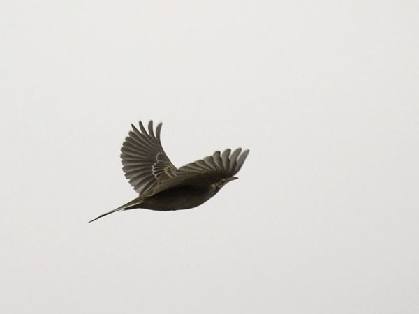 Isokirvinen, Richard's Pipit, Anthus richardi