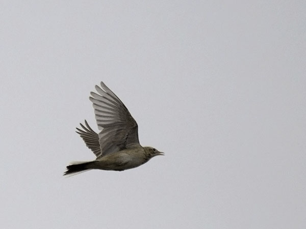 Isokirvinen, Richard's Pipit, Anthus richardi