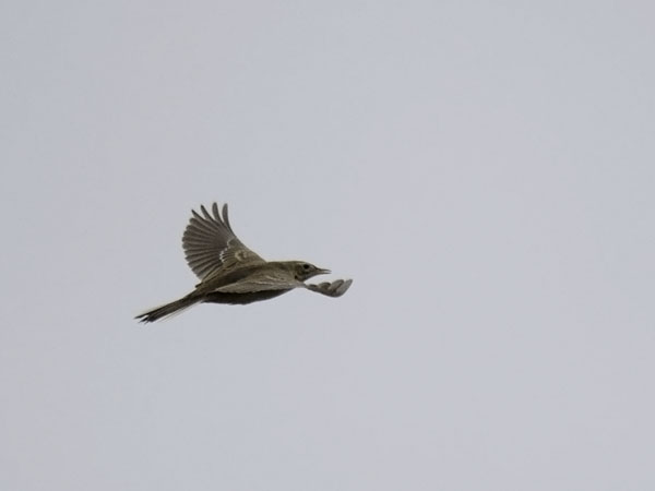 Isokirvinen, Richard's Pipit, Anthus richardi