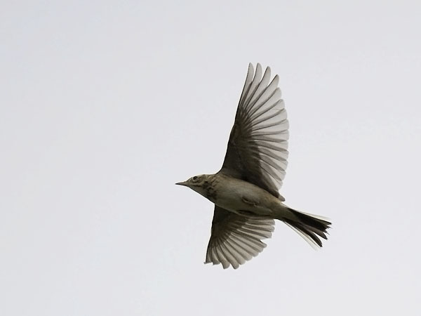 Isokirvinen, Richard's Pipit, Anthus richardi