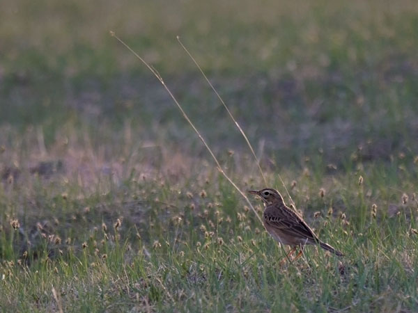 Isokirvinen, Richard's Pipit, Anthus richardi