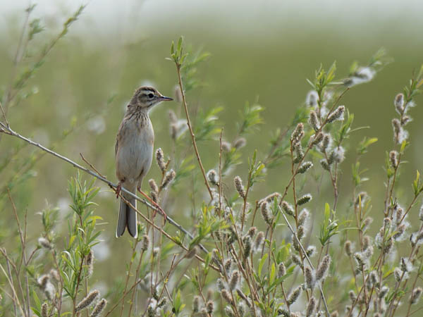 Isokirvinen, Richard's Pipit, Anthus richardi