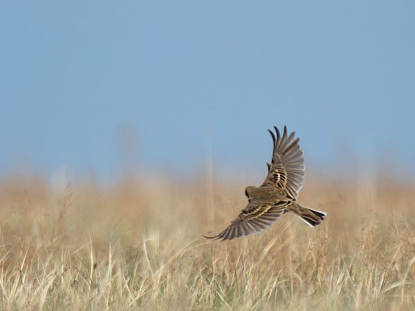 Isokirvinen, Richard's Pipit, Anthus richardi