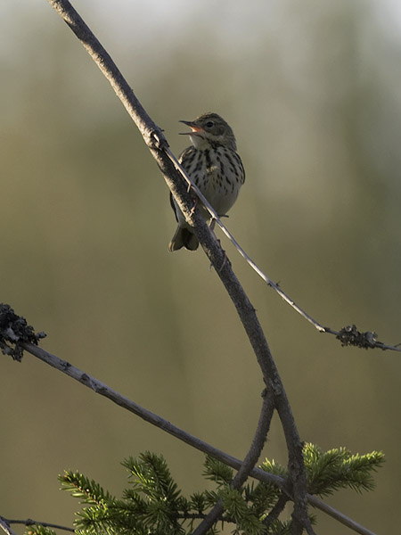 Metsäkirvinen, Tree Pipit, Anthus trivialis