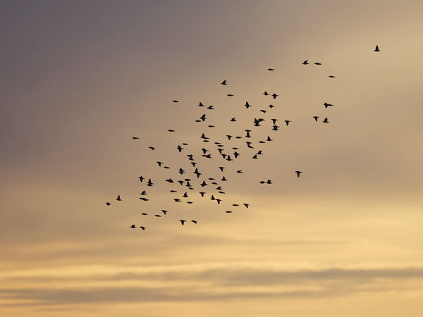 Tilhi, Bohemian Waxwing, Bombycilla garrulus