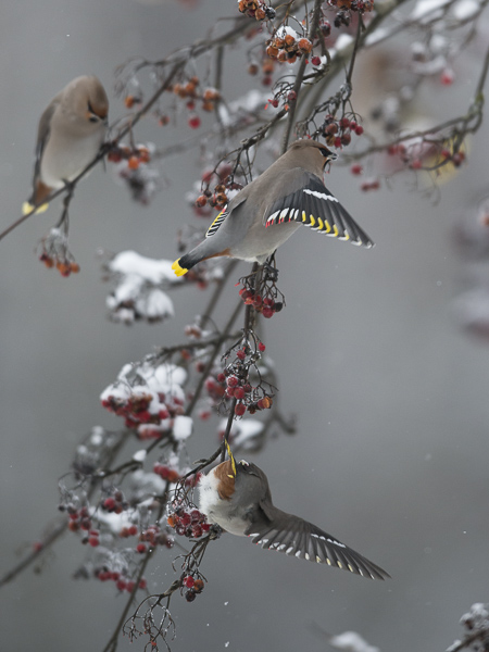 Tilhi, Bohemian Waxwing, Bombycilla garrulus