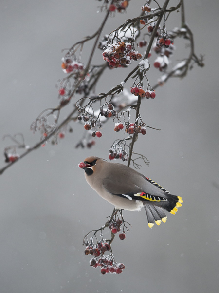 Tilhi, Bohemian Waxwing, Bombycilla garrulus