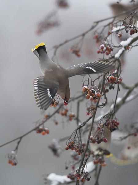 Tilhi, Bohemian Waxwing, Bombycilla garrulus
