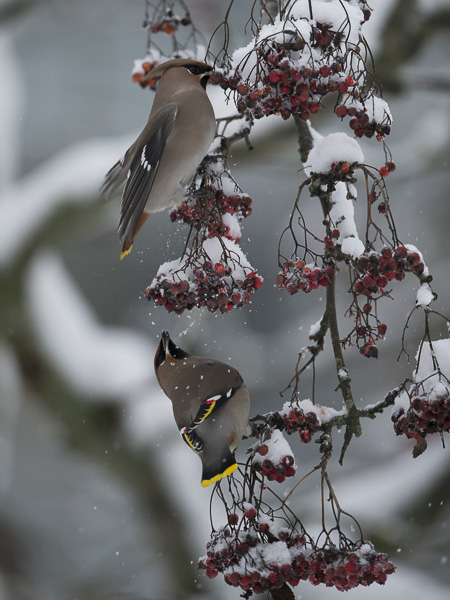 Tilhi, Bohemian Waxwing, Bombycilla garrulus