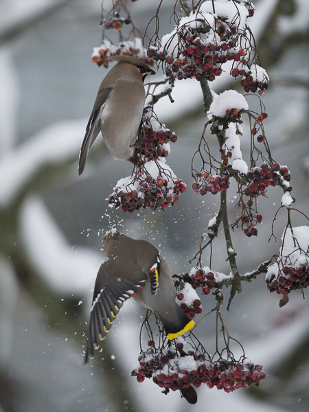Tilhi, Bohemian Waxwing, Bombycilla garrulus