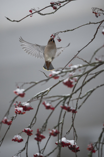 Tilhi, Bohemian Waxwing, Bombycilla garrulus
