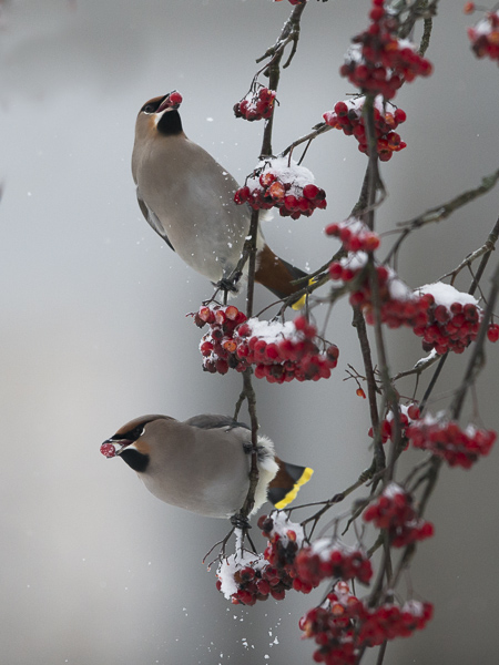 Tilhi, Bohemian Waxwing, Bombycilla garrulus