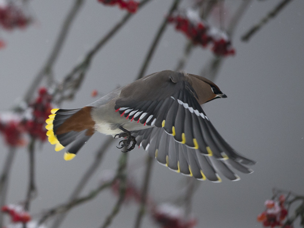 Tilhi, Bohemian Waxwing, Bombycilla garrulus